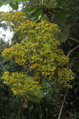 Verbesina crassiramea