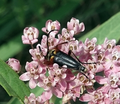 Typocerus confluens
