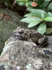Glandirana rugosa