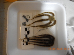 Ophiocoma echinata