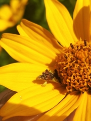 Phymata