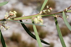 Acacia suaveolens