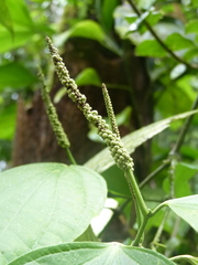Piper reticulatum