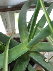 Aloe vera