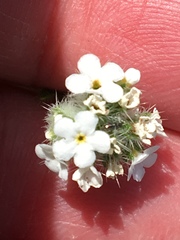 Cryptantha muricata