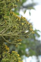 Verbesina crassiramea