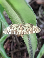 Chabula acamasalis