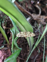 Chabula acamasalis