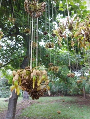 Mucuna holtonii