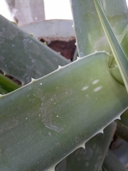 Aloe vera
