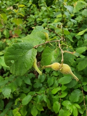 Corylus cornuta cornuta