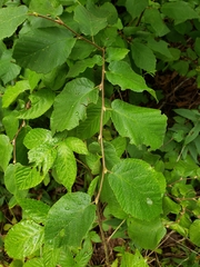 Corylus cornuta cornuta
