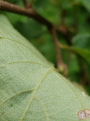 Corylus cornuta cornuta