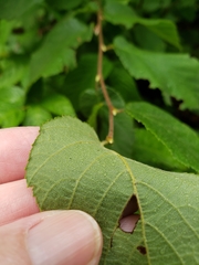 Corylus cornuta cornuta
