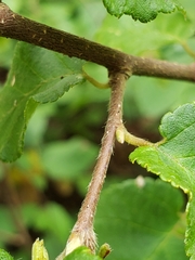 Corylus cornuta cornuta