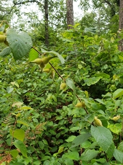 Corylus cornuta cornuta