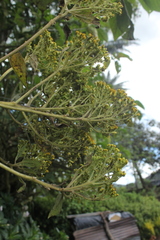 Verbesina crassiramea