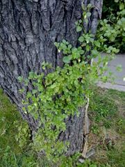 Salpichroa origanifolia
