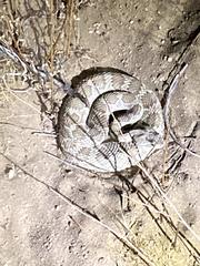 Crotalus scutulatus