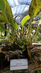 Acianthera circumplexa