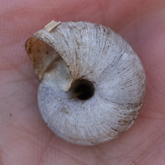 Oreohelix