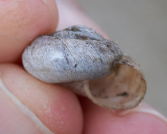 Oreohelix