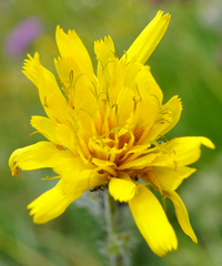 Hieracium pilosum