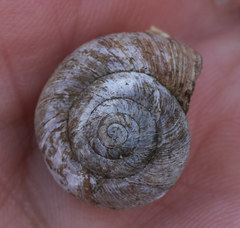 Oreohelix