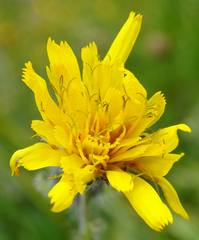 Hieracium pilosum