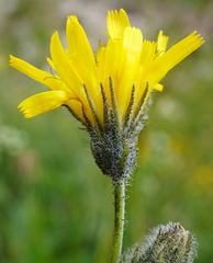 Hieracium pilosum