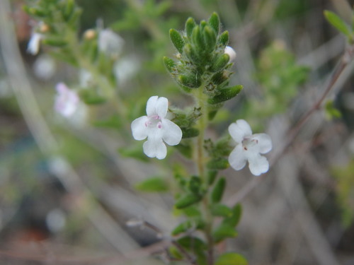 Micromeria ericifolia, photograph 4