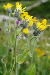 Hieracium pilosum
