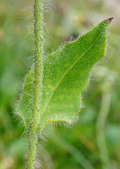 Hieracium pilosum