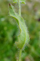 Hieracium pilosum