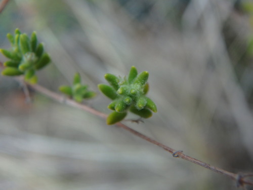Micromeria ericifolia, photograph 5