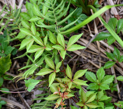 Parthenocissus quinquefolia image