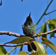 Colibri serrirostris