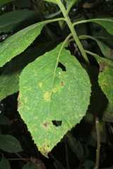 Verbesina crassiramea