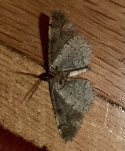 Mottled Beauty photo 4