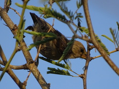 Auriparus flaviceps