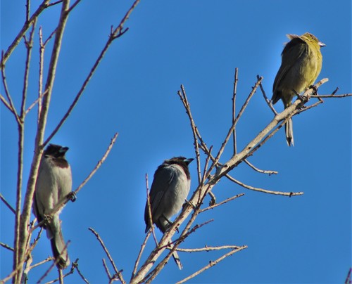 Black-faced Tanager (Schistochlamys melanopis), photo 7
