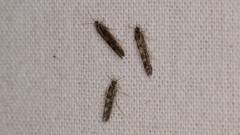 Agraylea multipunctata