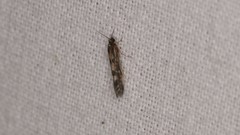 Agraylea multipunctata