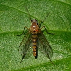 Rhagio gracilis