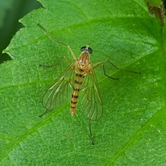Rhagio gracilis