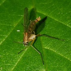 Rhagio gracilis