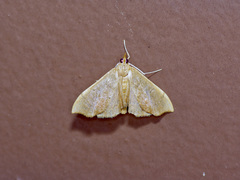 Sericoplaga externalis