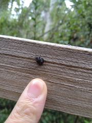 Tylospilus chilensis