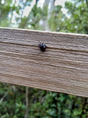 Tylospilus chilensis