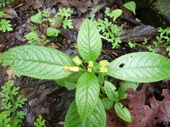 Chrysothemis friedrichsthaliana